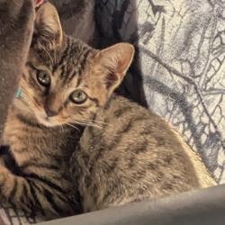 Lost Male Cat last seen Near Springhill Dr Pensacola FL 32503, Pensacola, FL 32503