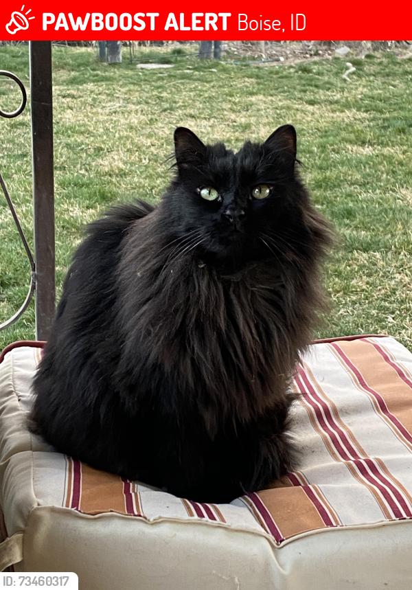 Lost Male Cat last seen La Hontan and Five Mile, Boise, ID 83709