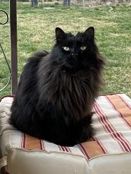 Lost Male Cat last seen La Hontan and Five Mile, Boise, ID 83709