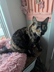Reunited Female Cat last seen Near Bermuda Ln NW, Calgary, AB T3K 1H8, Canada, Calgary, AB T3K 1H8
