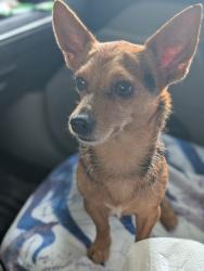Found/Stray Male Dog last seen Ocean boulevard, Stuart, FL 34994