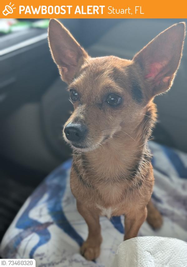Found/Stray Male Dog last seen Ocean boulevard, Stuart, FL 34994