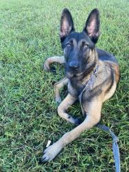 Reunited Male Dog last seen 16th st w, Bradenton, FL 34205