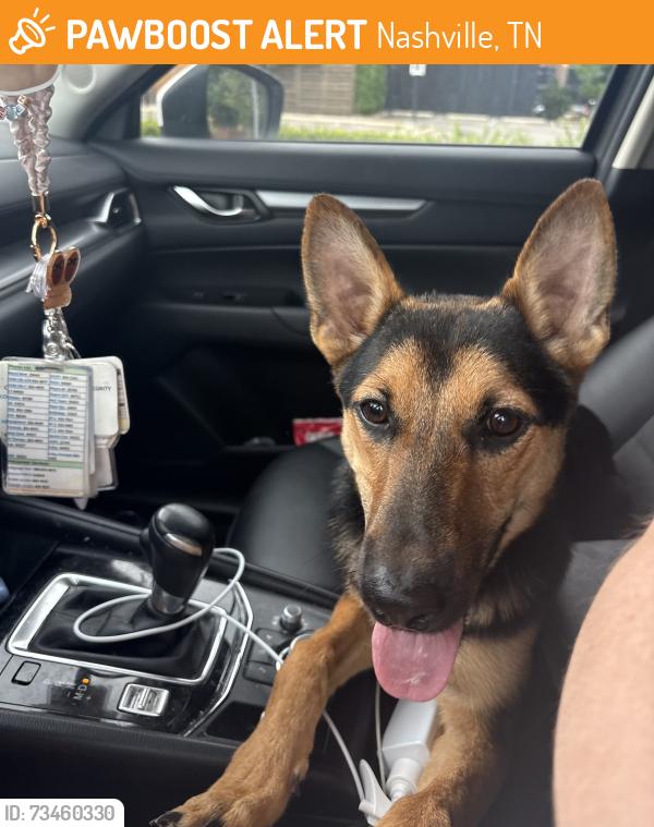 Found/Stray Male Dog last seen Meridian, Nashville, TN 37207