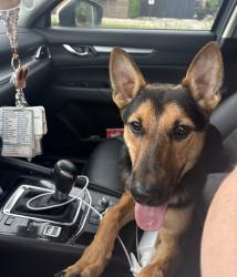 Found/Stray Male Dog last seen Meridian, Nashville, TN 37207