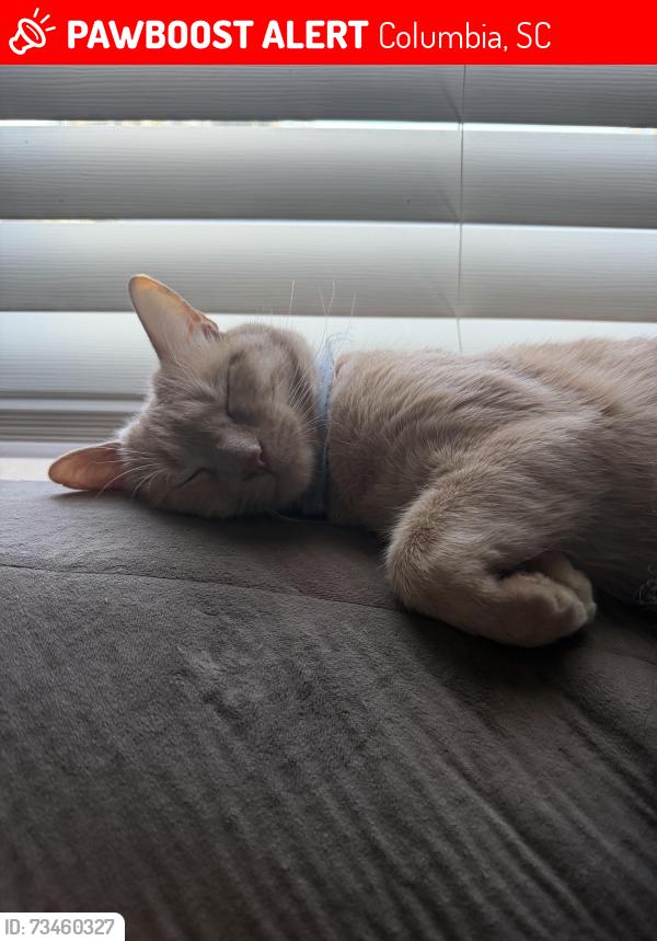 Lost Male Cat last seen Goodwill, Columbia, SC 29209