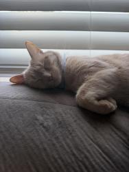 Lost Male Cat last seen Goodwill, Columbia, SC 29209