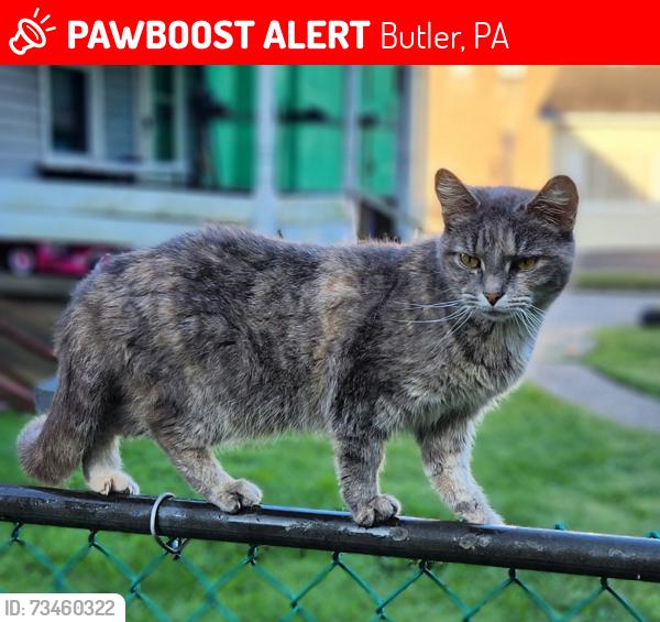 Lost Female Cat last seen 8th Ave and 6th Ave,, Butler, PA 16001