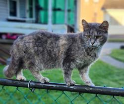 Lost Female Cat last seen 8th Ave and 6th Ave,, Butler, PA 16001