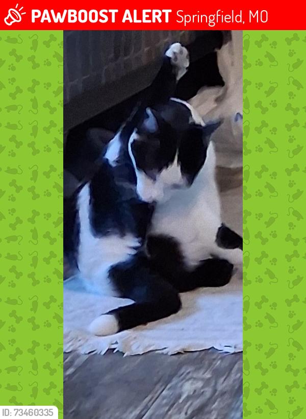 Lost Female Cat last seen Cedarbrook and Division, Springfield, MO 65803