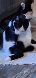 Lost Female Cat last seen Cedarbrook and Division, Springfield, MO 65803