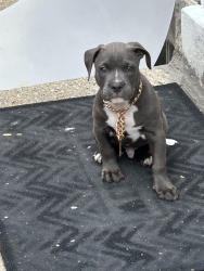 Lost Male Dog last seen Locust, Milwaukee, WI 53210