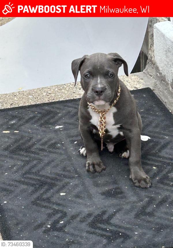 Lost Male Dog last seen Locust, Milwaukee, WI 53210