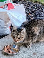 Reunited Unknown Cat last seen Cumberland Falls 700, Greenfield, IN 46140