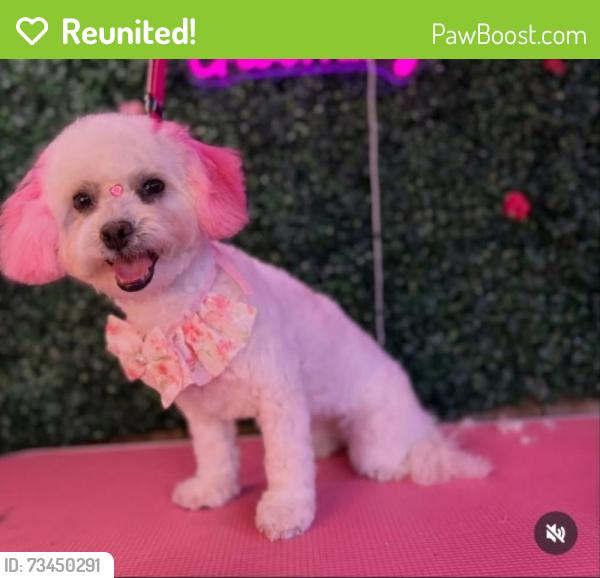 Reunited Female Dog last seen Fairmount, San Diego, CA 92105