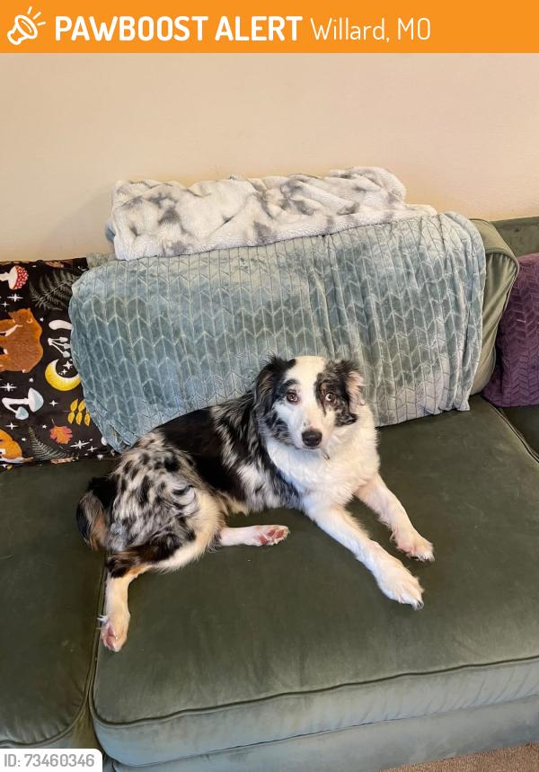 Found/Stray Female Dog last seen Scenic and Grand area, Willard, MO 65781