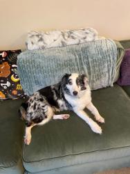 Found/Stray Female Dog last seen Scenic and Grand area, Willard, MO 65781