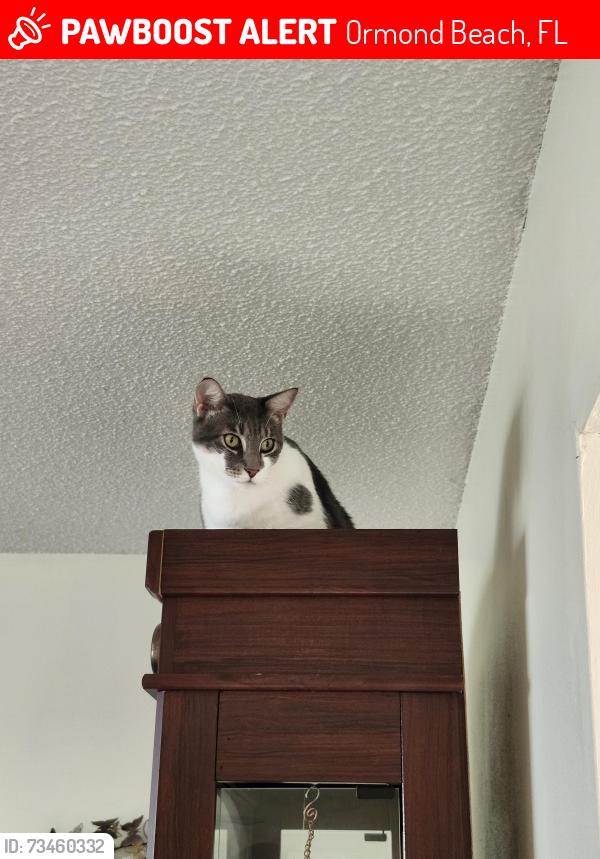 Lost Male Cat last seen Buckingham Dr near Parkview Church, Ormond Beach, FL 32176