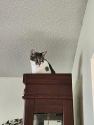 Lost Male Cat last seen Buckingham Dr near Parkview Church, Ormond Beach, FL 32176
