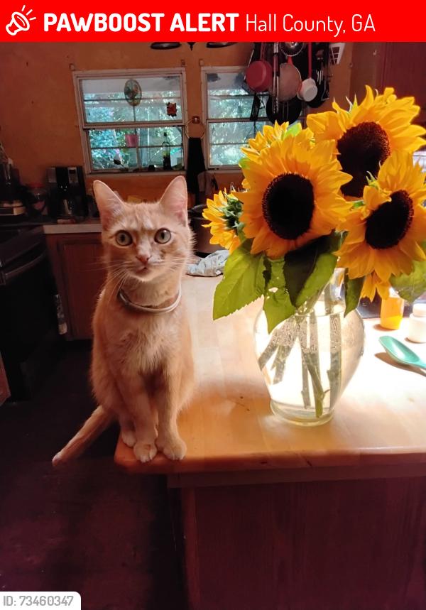 Lost Female Cat last seen Sequoia Road, Hall County, GA 30506