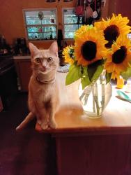 Lost Female Cat last seen Sequoia Road, Hall County, GA 30506