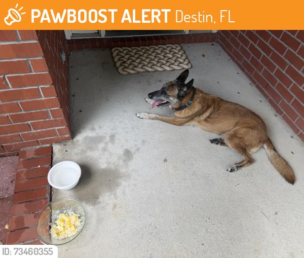 Found/Stray Male Dog last seen Hidden Pines, Destin, FL 32541
