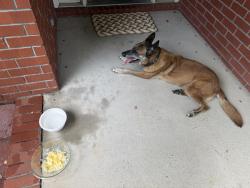Found/Stray Male Dog last seen Hidden Pines, Destin, FL 32541