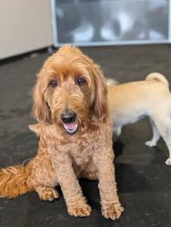 Reunited Female Dog last seen Vermont St and Prince St, Oakland, CA 94610