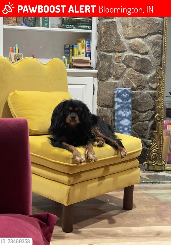 Lost Female Dog last seen Near S Oneal dr and S Rogers, Bloomington, IN 47403