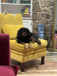 Lost Female Dog last seen Near S Oneal dr and S Rogers, Bloomington, IN 47403
