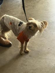 Reunited Unknown Dog last seen Near Newport Bridge Ct, Sugar Land, TX 77498, USA, Sugar Land, TX 77498