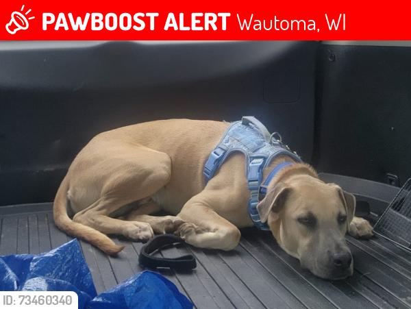 Lost Male Dog last seen 19th Ave, Wautoma, WI 54982