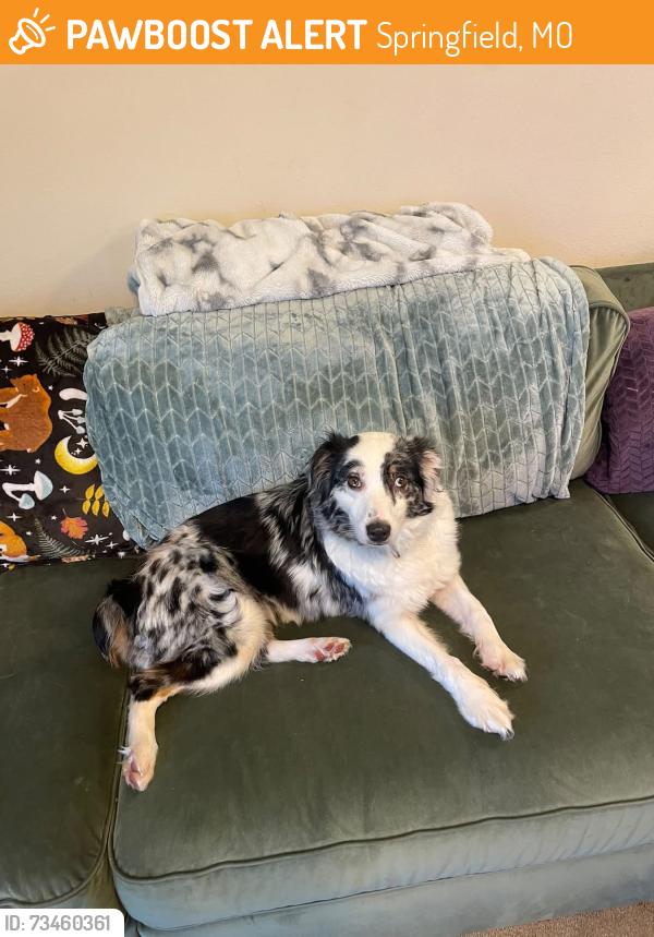 Found/Stray Female Dog last seen Scenic and Grand, Springfield, MO 65806