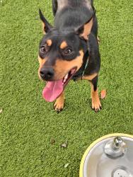 Lost Female Dog last seen Kroger's parking lot, Houston, TX 77091