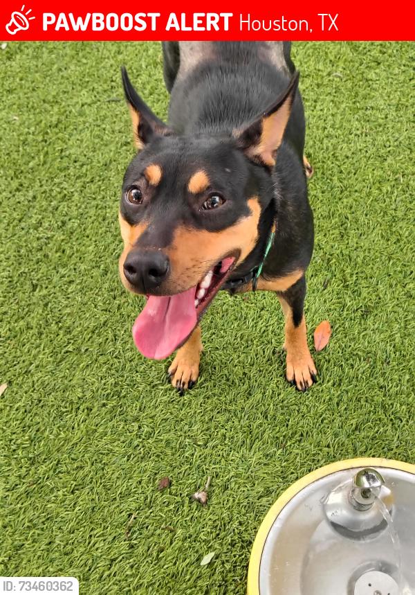 Lost Female Dog last seen Kroger's parking lot, Houston, TX 77091