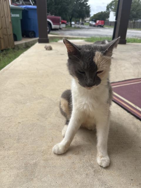 Shelter Stray Female Cat last seen , 4710 TX-151, San Antonio, TX 78227, USA