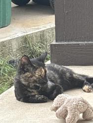 Shelter Stray Female Cat last seen , 4710 TX-151, San Antonio, TX 78227, USA