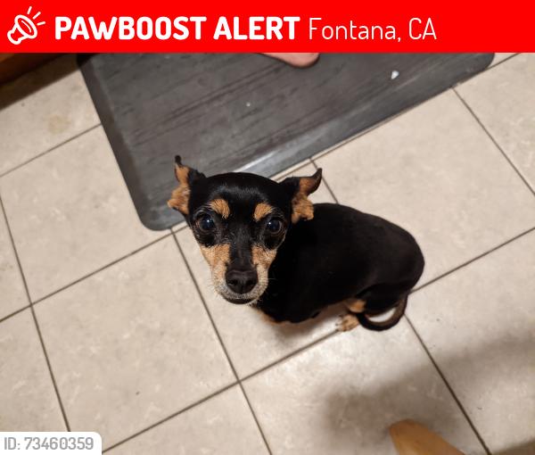 Lost Female Dog last seen San Bernardino and Marcona, Fontana, CA 92335