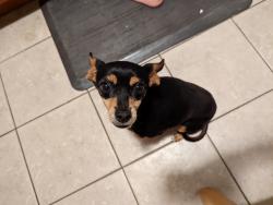 Lost Female Dog last seen San Bernardino and Marcona, Fontana, CA 92335