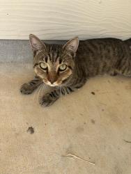 Shelter Stray Male Cat last seen , 4710 TX-151, San Antonio, TX 78227, USA