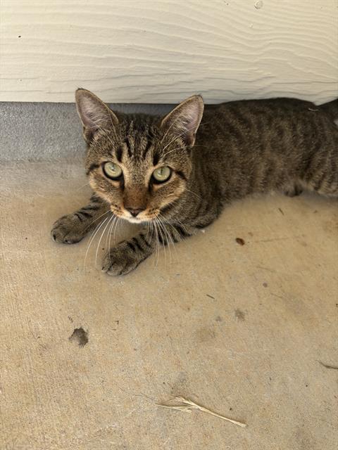 Shelter Stray Male Cat last seen , 4710 TX-151, San Antonio, TX 78227, USA