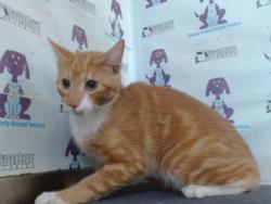 Shelter Stray Male Cat last seen , 2769 Conroy Rd, Orlando, FL 32839, USA