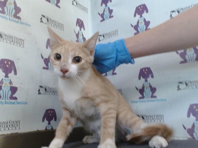 Shelter Stray Male Cat last seen , 2769 Conroy Rd, Orlando, FL 32839, USA