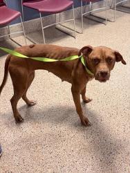 Shelter Stray Female Dog last seen Near BLOCK NW 57 AVE, 3599 NW 79th Ave, Doral, FL 33122, USA