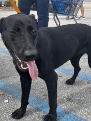 Shelter Stray Female Dog last seen Near BLOCK S DIXIE HWY, 3599 NW 79th Ave, Doral, FL 33122, USA