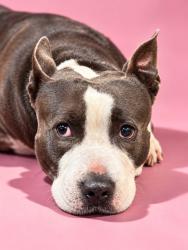 Shelter Stray Male Dog last seen Near BLOCK WARBLER RD, 2020 Forest St, Jacksonville, FL 32204, USA