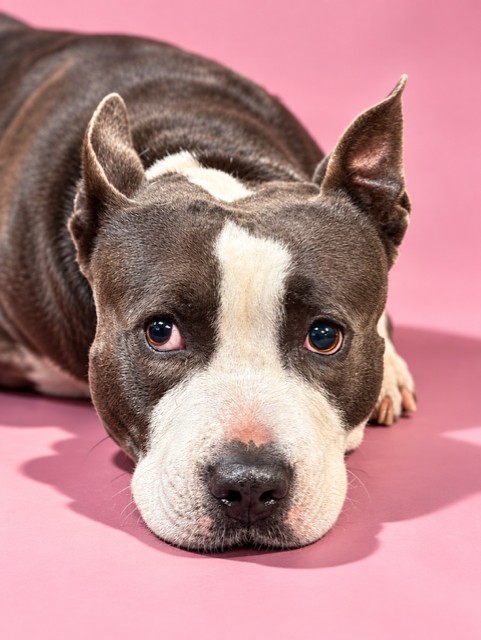 Shelter Stray Male Dog last seen Near BLOCK WARBLER RD, 2020 Forest St, Jacksonville, FL 32204, USA