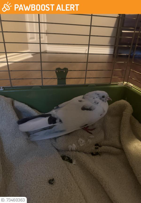 Found/Stray Unknown Bird last seen Winston Churchill and Derry Rd, Mississauga, ON L5N 4W8