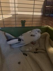 Found/Stray Unknown Bird last seen Winston Churchill and Derry Rd, Mississauga, ON L5N 4W8