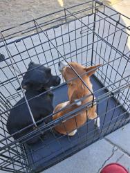 Reunited Female Dog last seen Near elm Ave, Lancaster, CA 93534